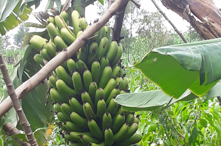 Banana plantation Bihiroro village Muramvya province Burundi