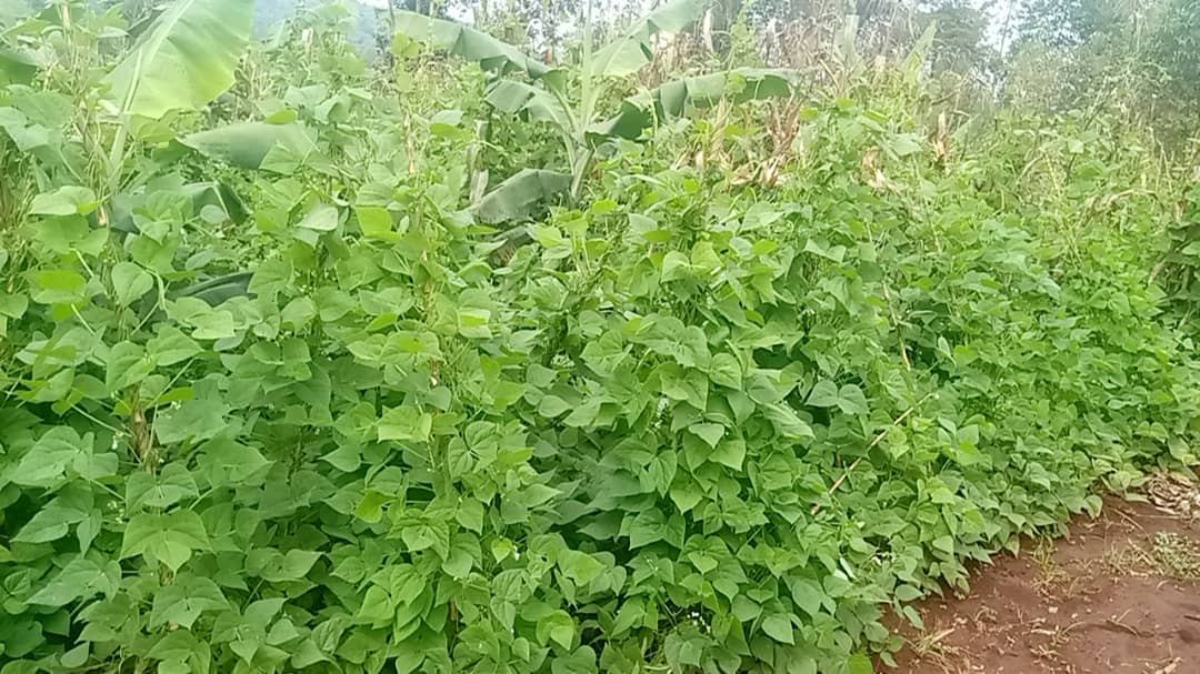 L’initiative NCDP-Ndibatira Bean à Nyabiraba est sur le point d’élever les rendements des cultures d’ici la fin avril 2025. Mme Godberthe Ndarubagiye, le visionnaire derrière ce projet, est débordant de fierté de leur remarquable parcours!