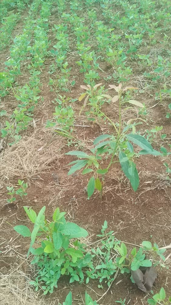 NCDP-Burundi Reports Thriving Avocado and Soybean Crops in Rubaragaza Amid Agribusiness Expansion