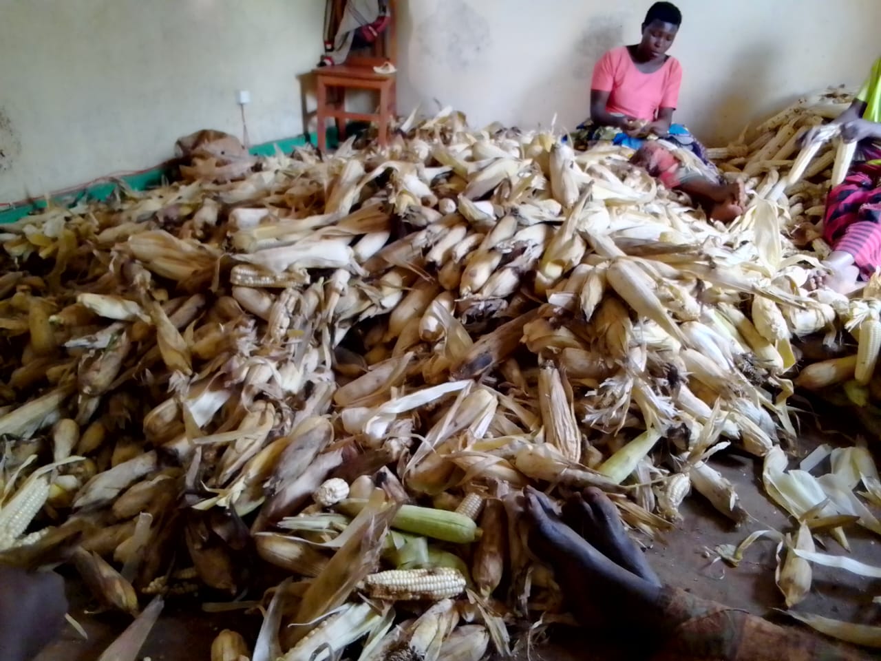 NCDP-Ndibatira Harvests Maize in Nyabiraba and Rwintamba, Founder Praises Effort Despite Climate Challenges