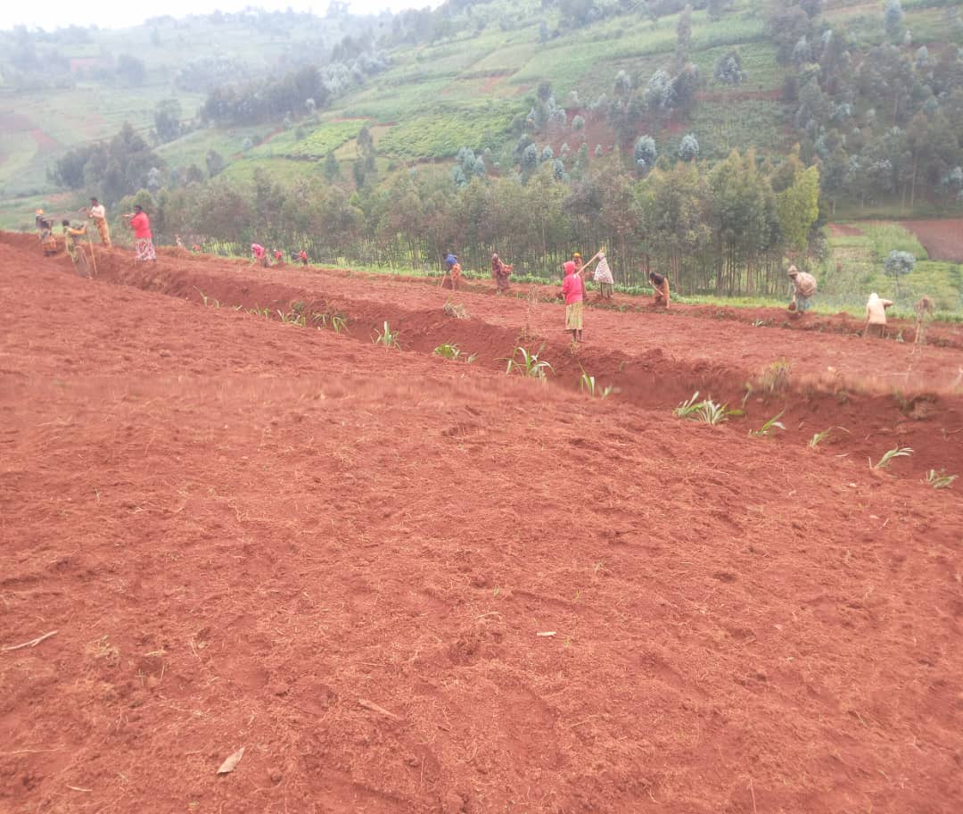 NCDP-Niragira Successfully Plants 500 Castor Plants in Muramvya