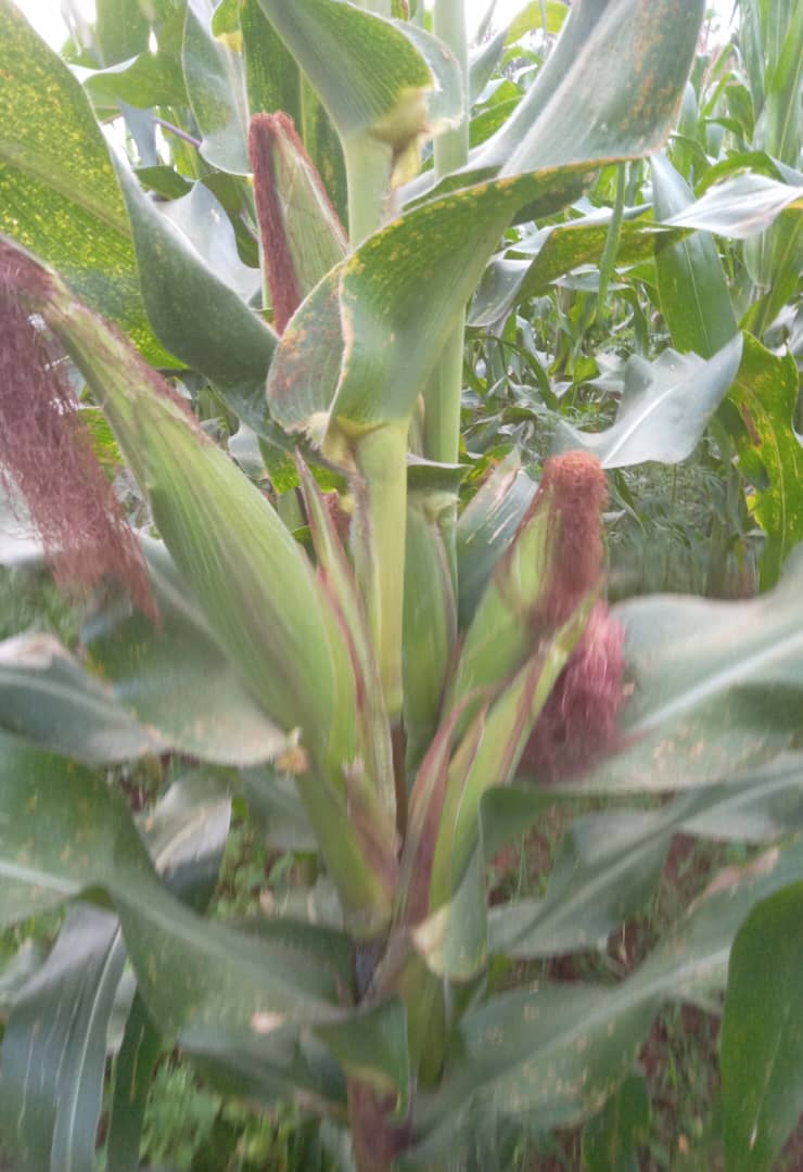 NCDP Prepares for Maize and Castor Harvest as Crops Thrive in Bihororo