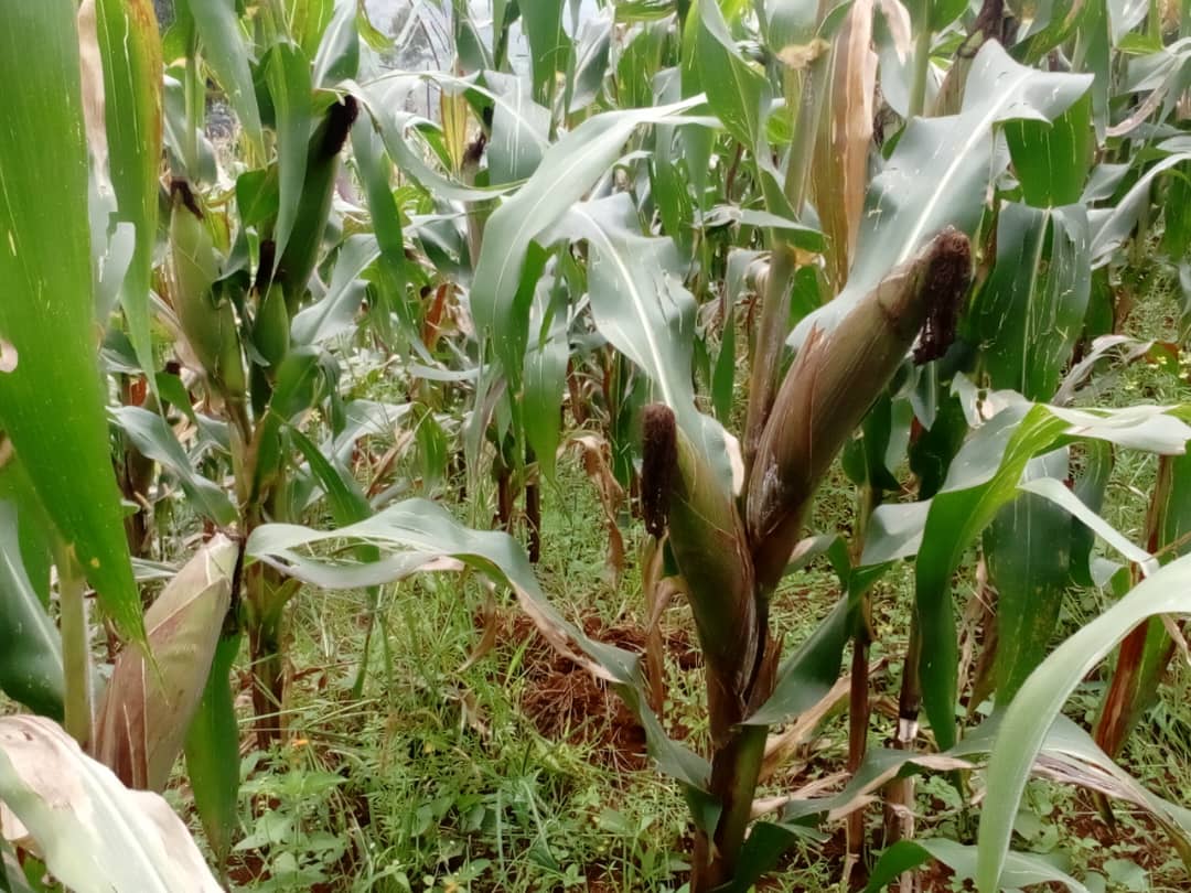 NCDP results obtained from applying organic manure as a fertilizer are commendable