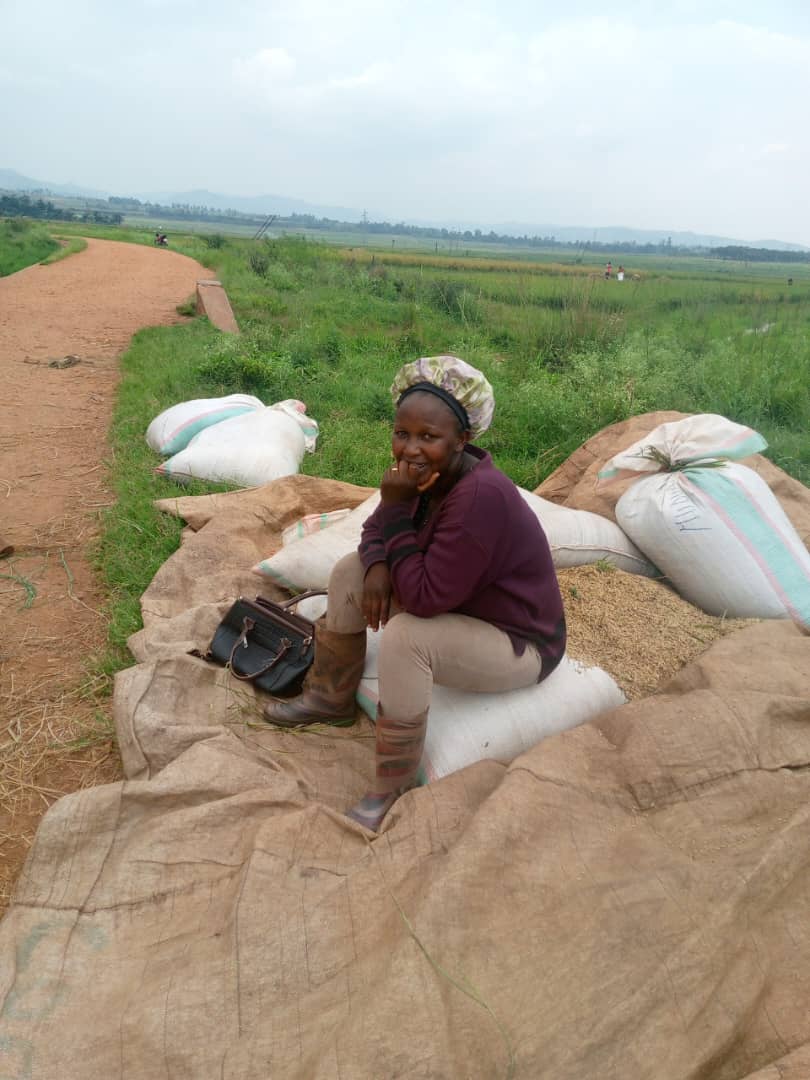 NCDP-Rice Production Rugombo Updates on February 18, 2026