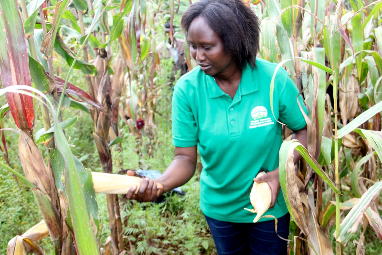 NCDP’s Maize Harvest Marks Milestone in Reviving Agricultural Heritage and Community Unity