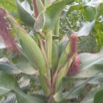 NCDP Prepares for Maize and Castor Harvest as Crops Thrive in Bihororo