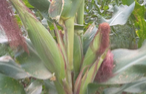 WhatsApp Image 2026-01-26 at 17.05.03 (1)