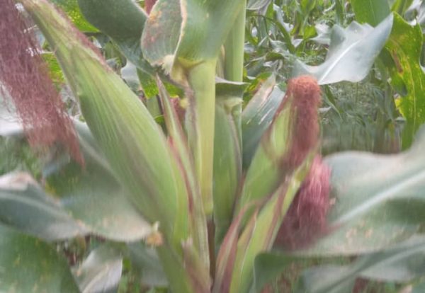 WhatsApp Image 2026-01-26 at 17.05.03 (1)